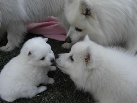 fat japanese spitz